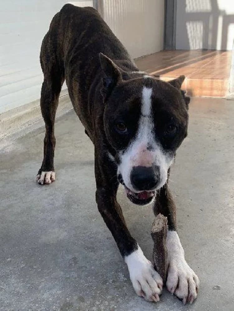 Marco, male Staffordshire Bull Terrier for adoption at Adopteer.be, Brussels — photo 7 of 9