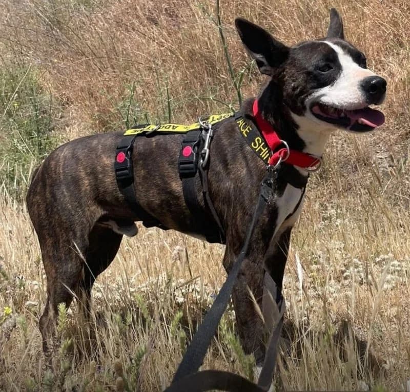 Marco, male Staffordshire Bull Terrier for adoption at Adopteer.be, Brussels — photo 8 of 9
