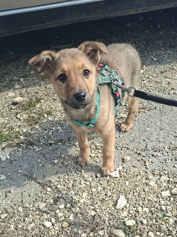 Hazel, female Mixed Breed for adoption at Adopteer.be, Brussels