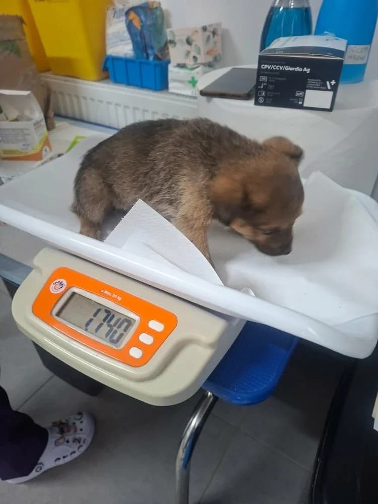 Hazel, female Mixed Breed for adoption at Adopteer.be, Brussels — photo 2 of 17