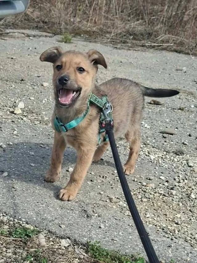 Hazel, female Mixed Breed for adoption at Adopteer.be, Brussels — photo 3 of 17