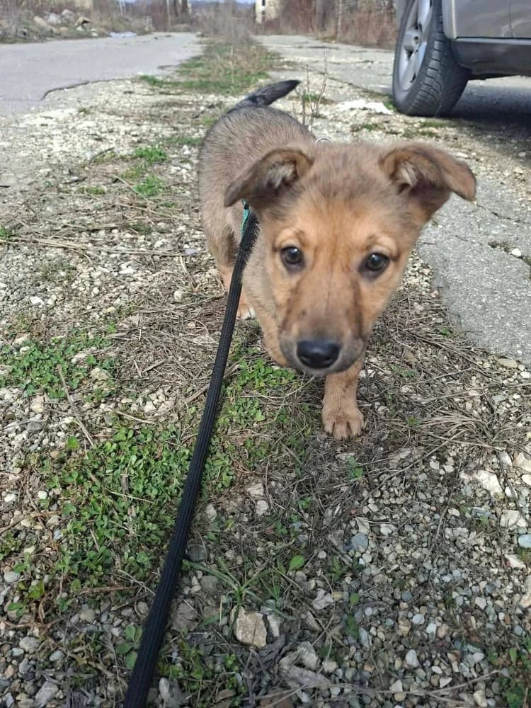 Hazel, female Mixed Breed for adoption at Adopteer.be, Brussels — photo 4 of 17