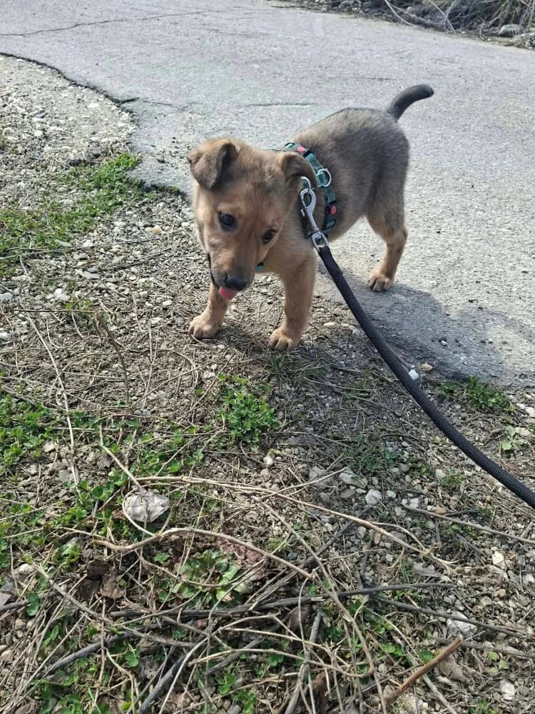 Hazel, female Mixed Breed for adoption at Adopteer.be, Brussels — photo 5 of 17
