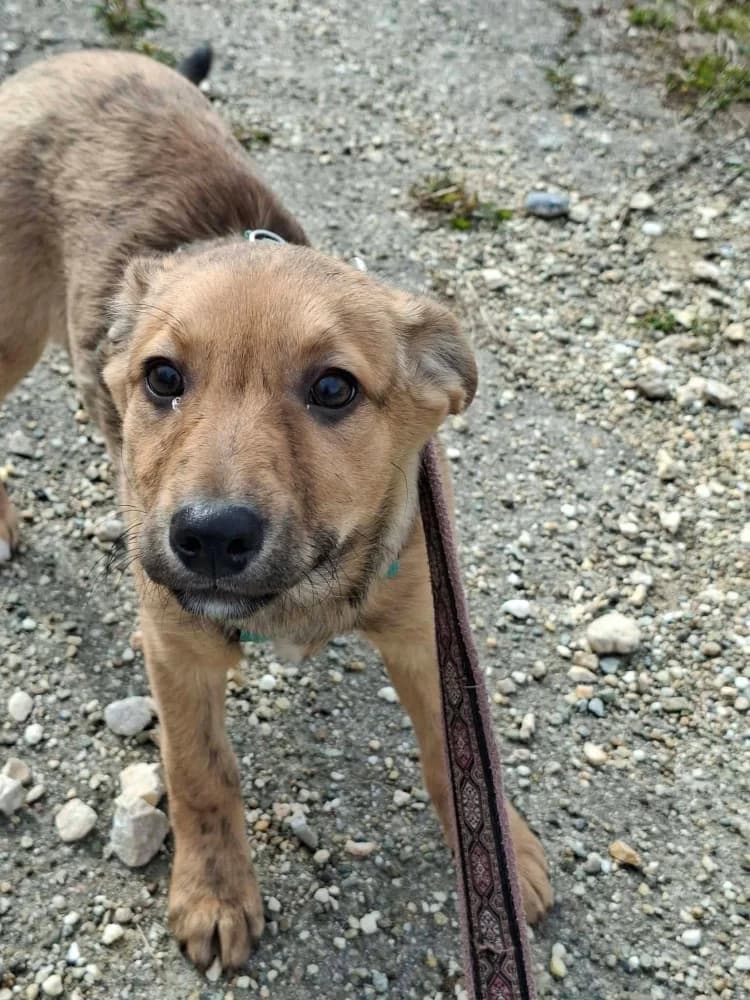 Hazel, female Mixed Breed for adoption at Adopteer.be, Brussels — photo 6 of 17