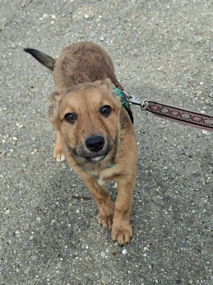 Hazel, female Mixed Breed for adoption at Adopteer.be, Brussels — photo 7 of 17
