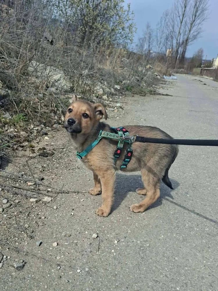 Hazel, female Mixed Breed for adoption at Adopteer.be, Brussels — photo 8 of 17