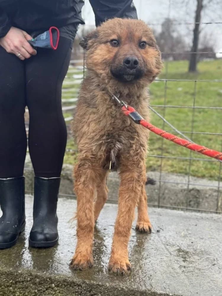 Thor, male Mixed Breed for adoption at Adopteer.be, Brussels