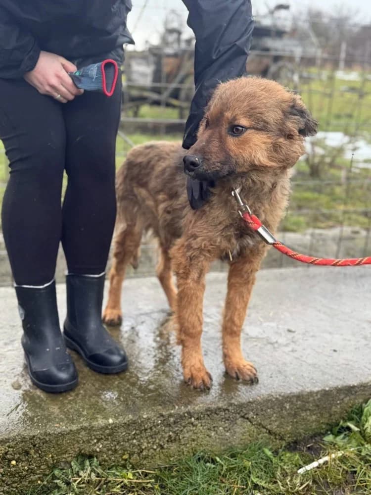 Thor, male Mixed Breed for adoption at Adopteer.be, Brussels — photo 2 of 25