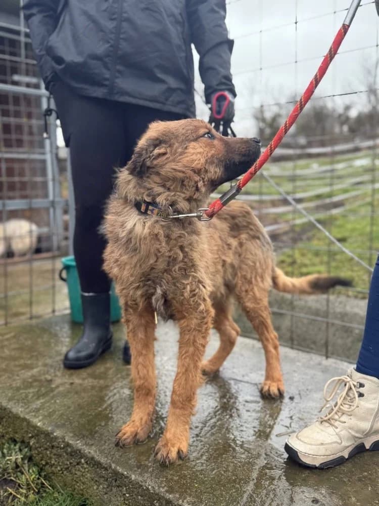Thor, male Mixed Breed for adoption at Adopteer.be, Brussels — photo 3 of 25