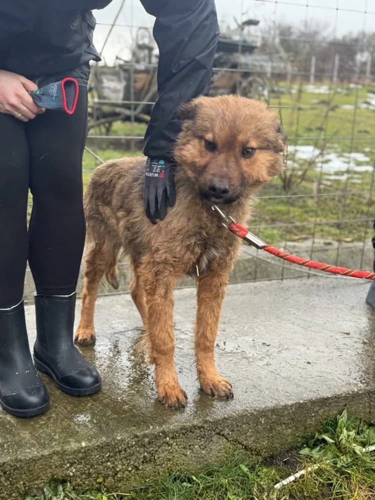 Thor, male Mixed Breed for adoption at Adopteer.be, Brussels — photo 4 of 25