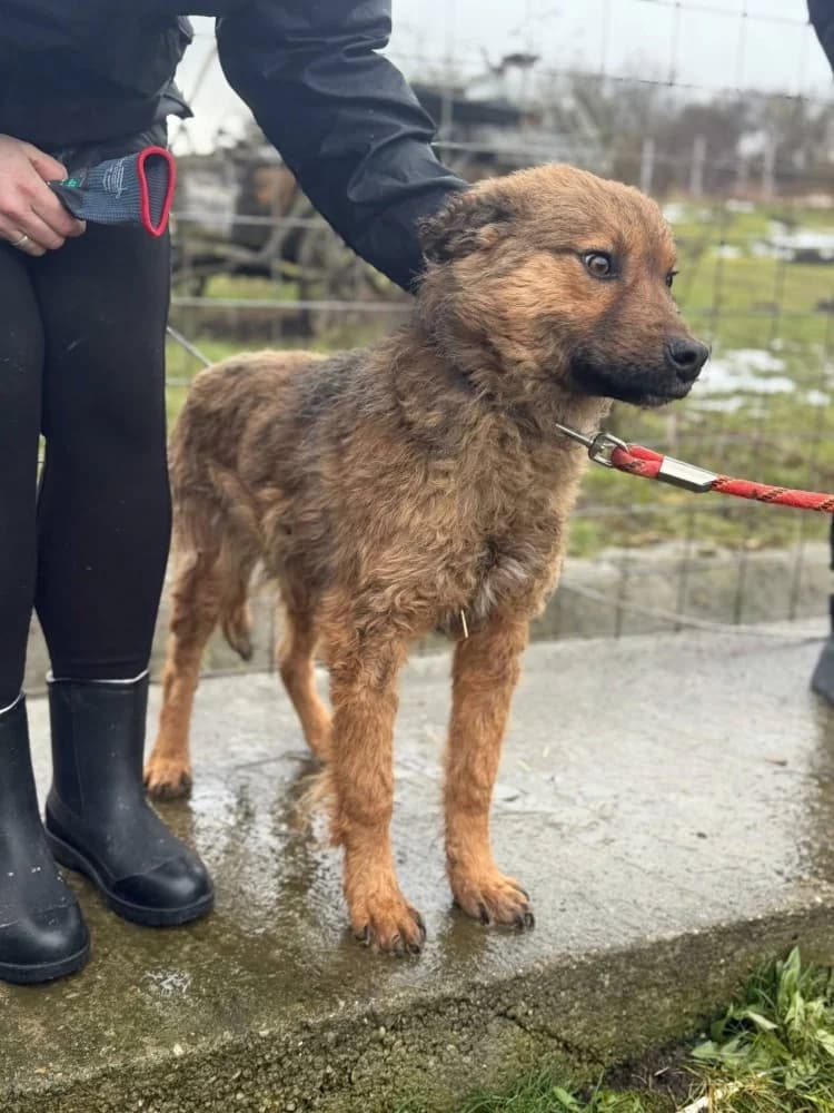 Thor, male Mixed Breed for adoption at Adopteer.be, Brussels — photo 5 of 25