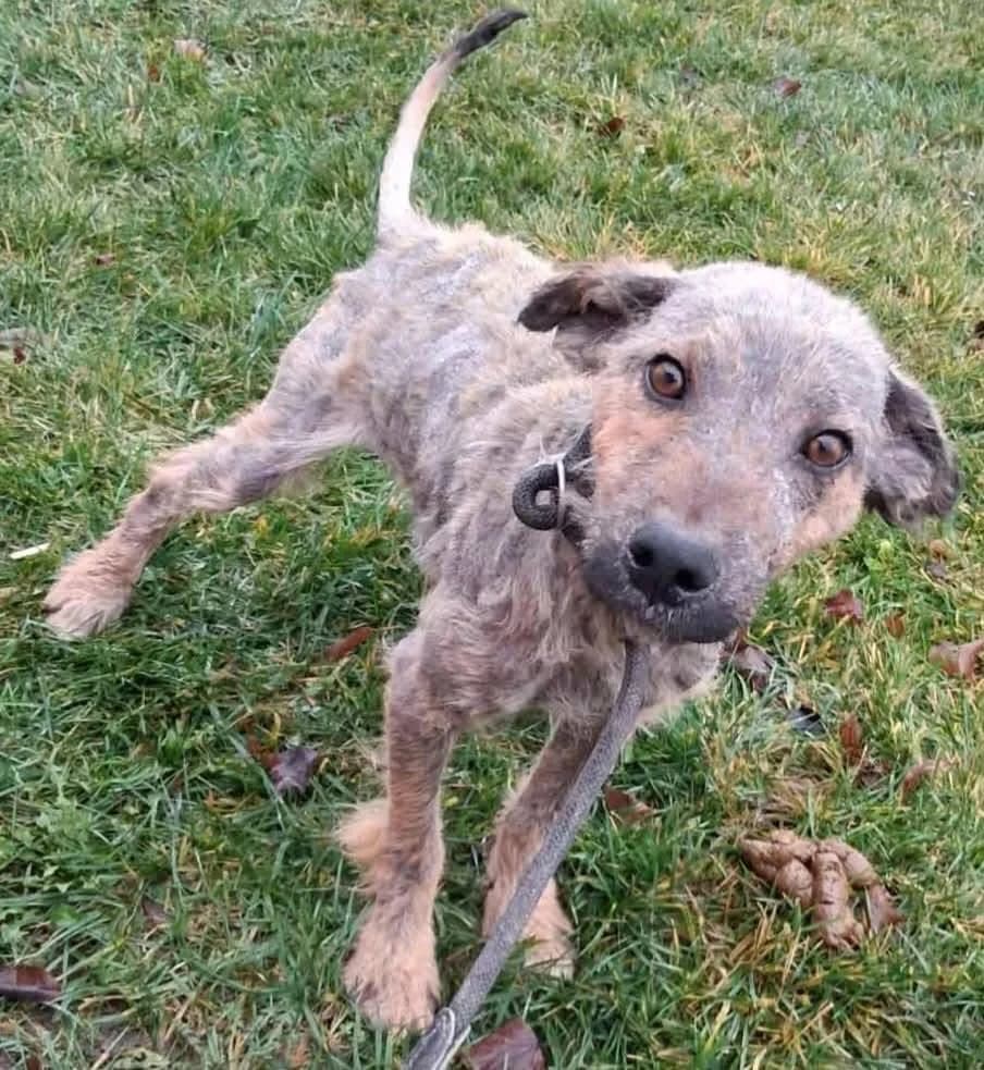 Thor, male Mixed Breed for adoption at Adopteer.be, Brussels — photo 6 of 25