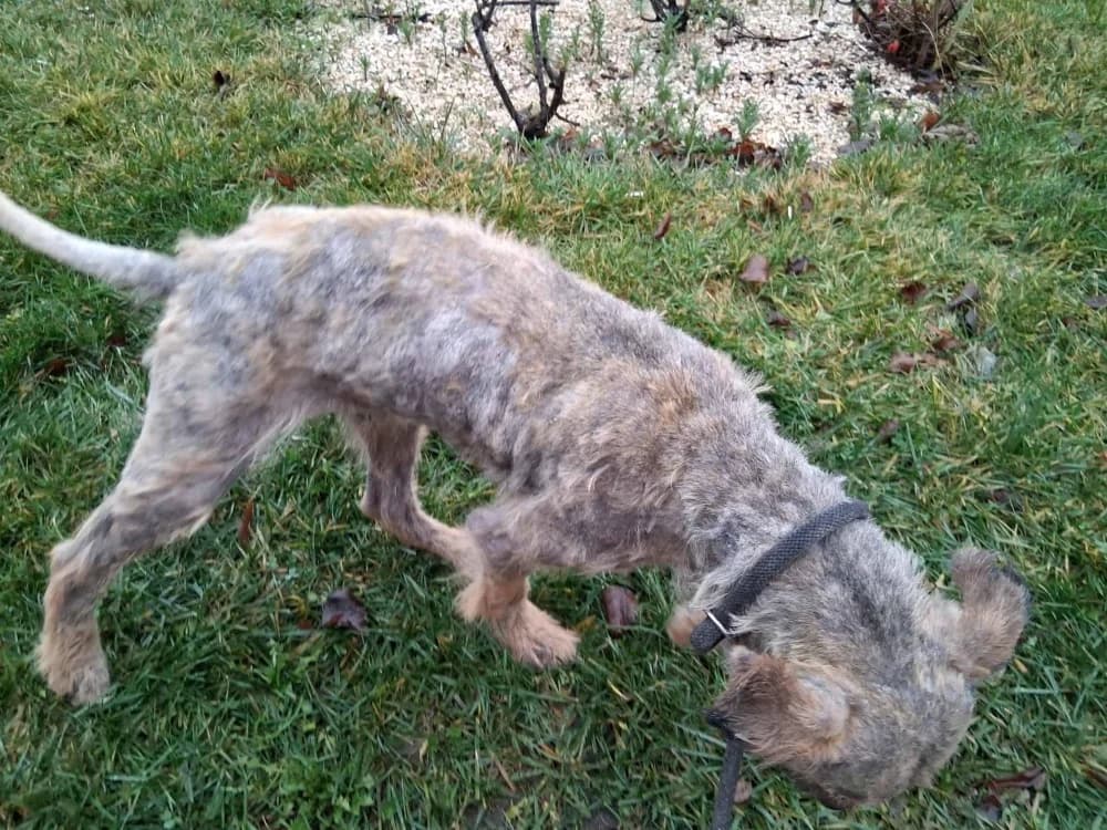 Thor, male Mixed Breed for adoption at Adopteer.be, Brussels — photo 7 of 25