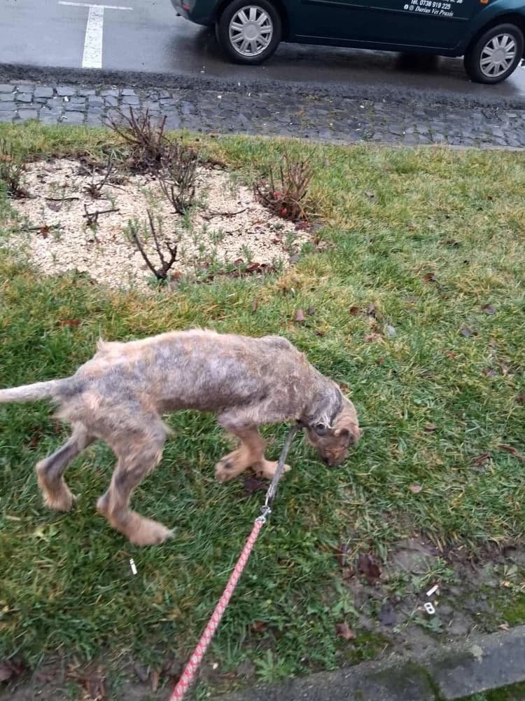 Thor, male Mixed Breed for adoption at Adopteer.be, Brussels — photo 8 of 25