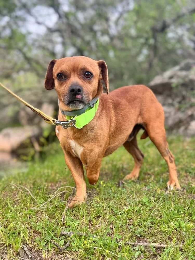 Oso BR (3 pootjes), male mixed breed for adoption at Adopteer.be, Brussels