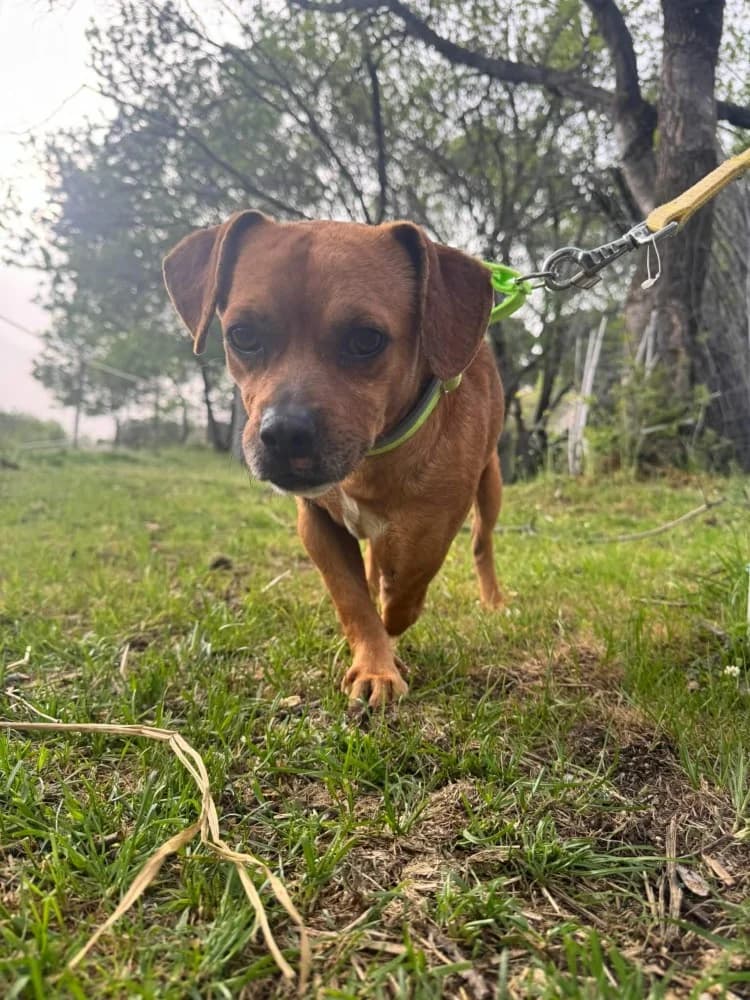 Oso BR (3 pootjes), male mixed breed for adoption at Adopteer.be, Brussels — photo 2 of 19