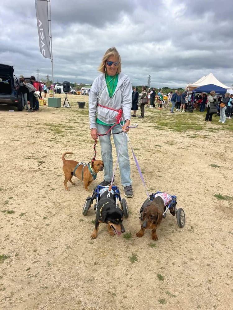 Oso BR (3 pootjes), male mixed breed for adoption at Adopteer.be, Brussels — photo 3 of 19