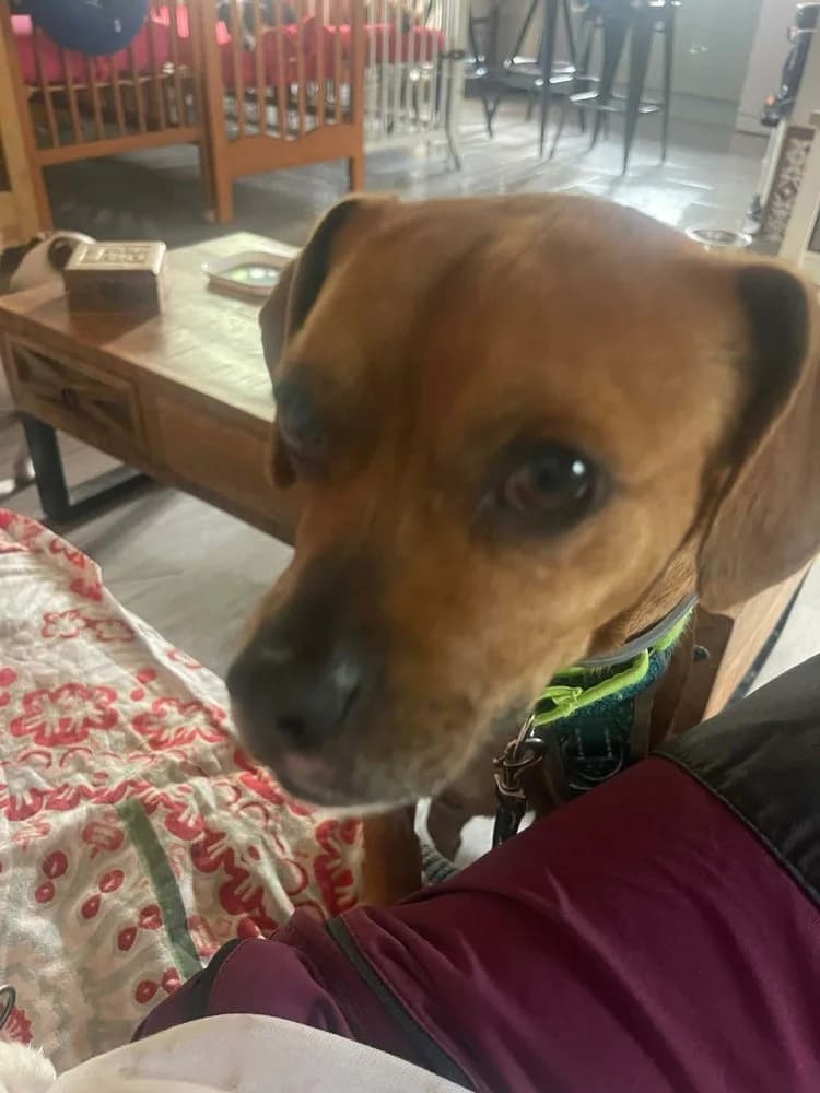 Oso BR (3 pootjes), male mixed breed for adoption at Adopteer.be, Brussels — photo 4 of 19