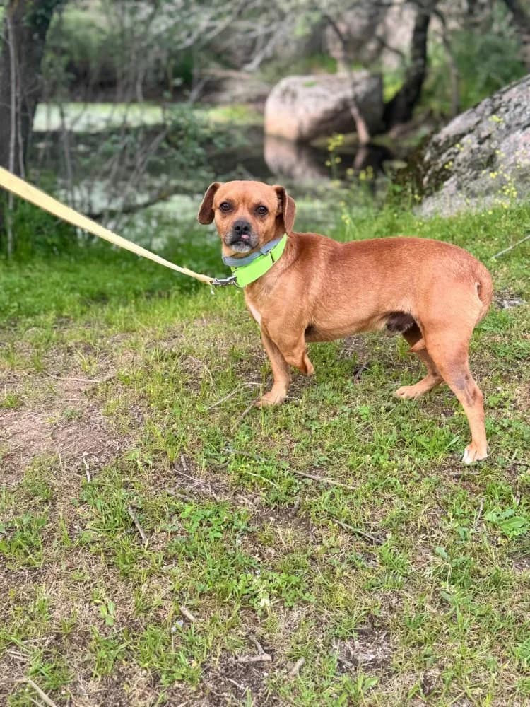 Oso BR (3 pootjes), male mixed breed for adoption at Adopteer.be, Brussels — photo 5 of 19