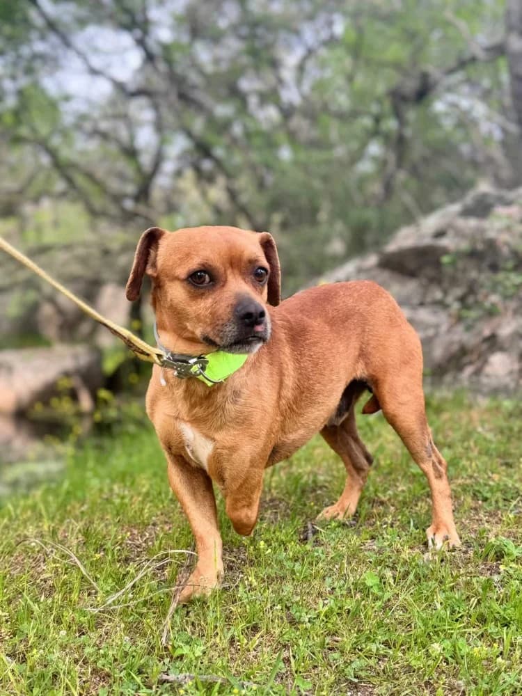 Oso BR (3 pootjes), male mixed breed for adoption at Adopteer.be, Brussels — photo 6 of 19