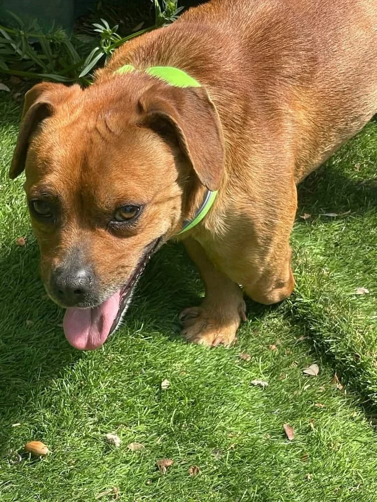 Oso BR (3 pootjes), male mixed breed for adoption at Adopteer.be, Brussels — photo 7 of 19