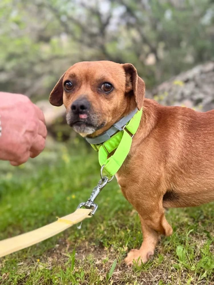 Oso BR (3 pootjes), male mixed breed for adoption at Adopteer.be, Brussels — photo 8 of 19