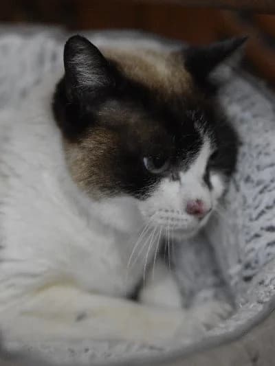 Fiorella, female European Shorthair for adoption at Adopteer.be, Brussels — photo 2 of 3