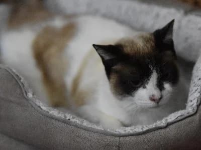 Fiorella, female European Shorthair for adoption at Adopteer.be, Brussels — photo 3 of 3