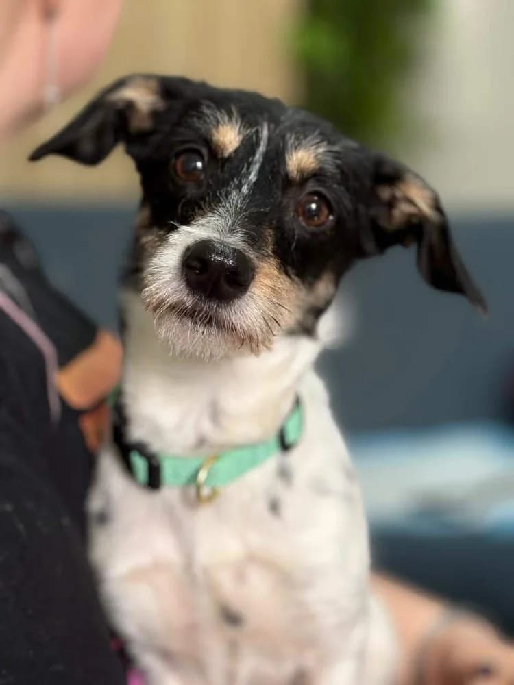 Ribka, female mixed breed for adoption at Adopteer.be, Brussels