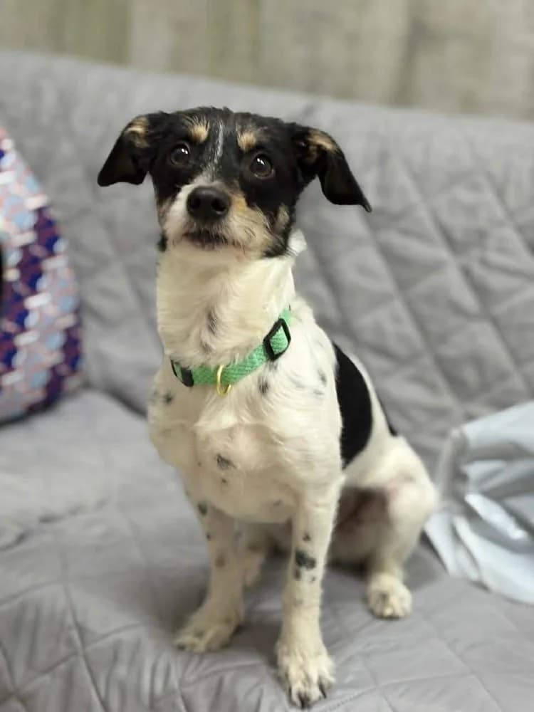 Ribka, female mixed breed for adoption at Adopteer.be, Brussels — photo 2 of 11