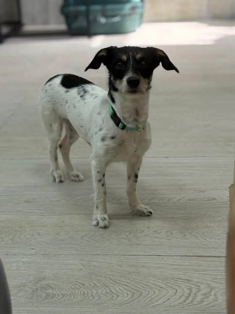 Ribka, female mixed breed for adoption at Adopteer.be, Brussels — photo 3 of 11