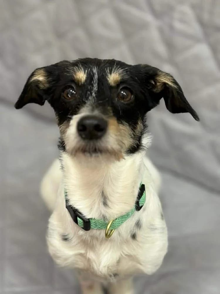 Ribka, female mixed breed for adoption at Adopteer.be, Brussels — photo 4 of 11