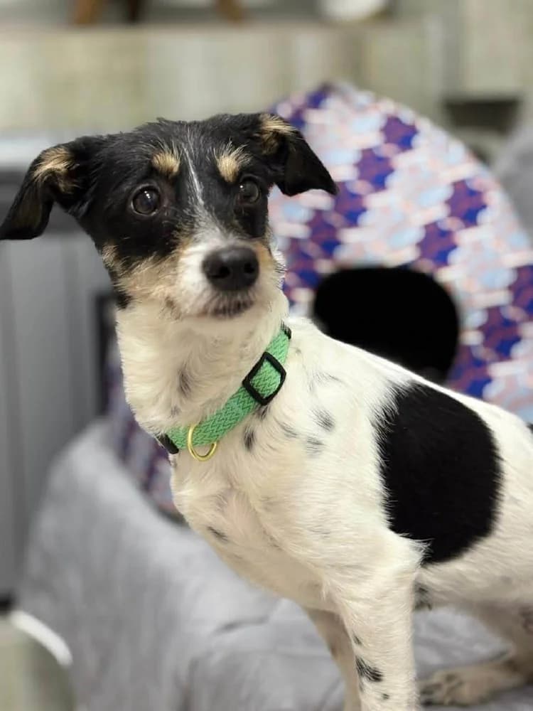 Ribka, female mixed breed for adoption at Adopteer.be, Brussels — photo 5 of 11