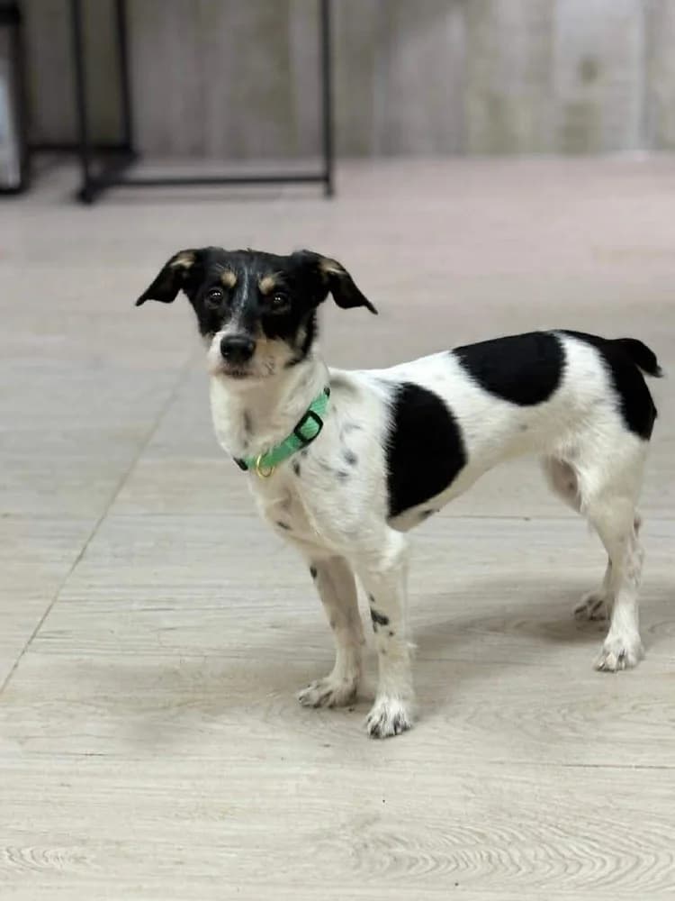 Ribka, female mixed breed for adoption at Adopteer.be, Brussels — photo 6 of 11