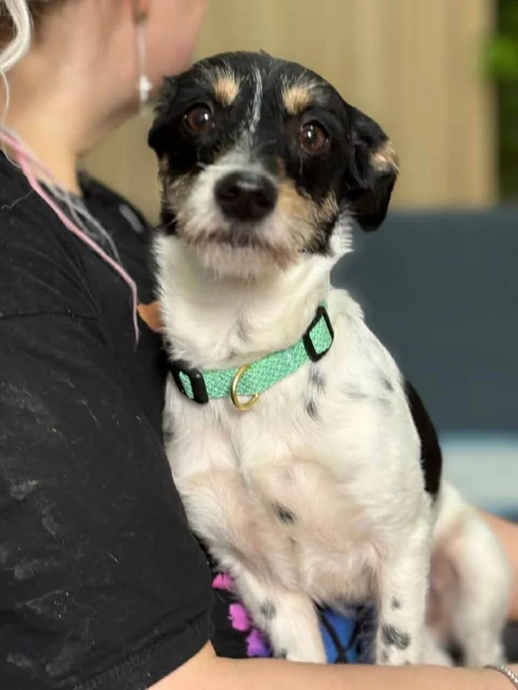 Ribka, female mixed breed for adoption at Adopteer.be, Brussels — photo 7 of 11