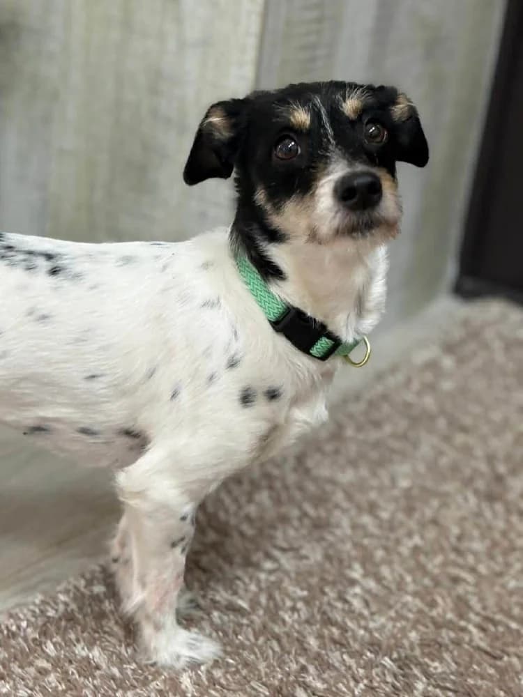 Ribka, female mixed breed for adoption at Adopteer.be, Brussels — photo 8 of 11