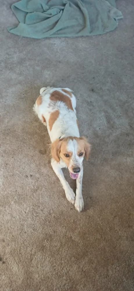 Zendé, female mixed breed for adoption at Adopteer.be, Brussels — photo 2 of 8