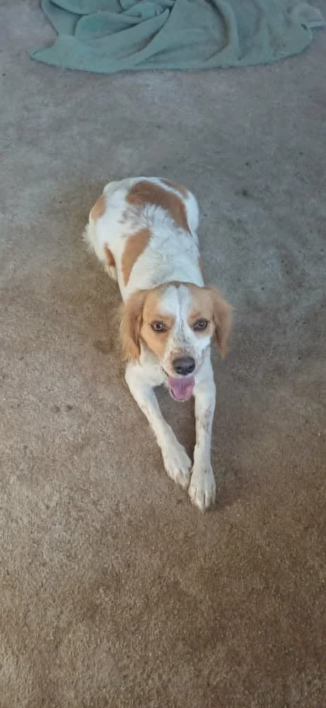 Zendé, female mixed breed for adoption at Adopteer.be, Brussels — photo 3 of 8