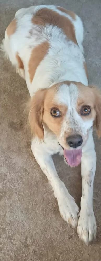 Zendé, female mixed breed for adoption at Adopteer.be, Brussels — photo 4 of 8