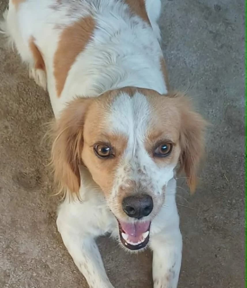 Zendé, female mixed breed for adoption at Adopteer.be, Brussels — photo 5 of 8