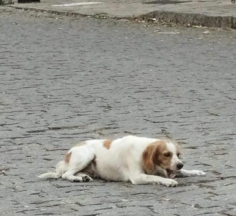 Zendé, female mixed breed for adoption at Adopteer.be, Brussels — photo 6 of 8