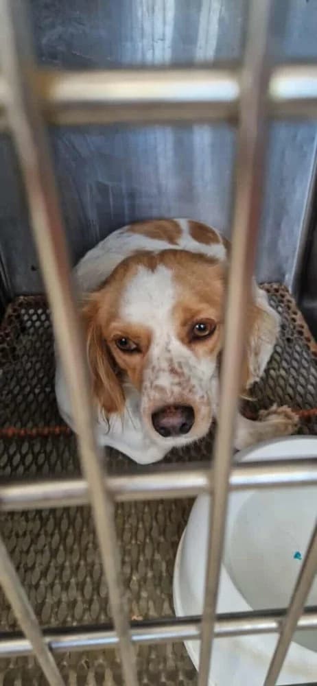 Zendé, female mixed breed for adoption at Adopteer.be, Brussels — photo 7 of 8