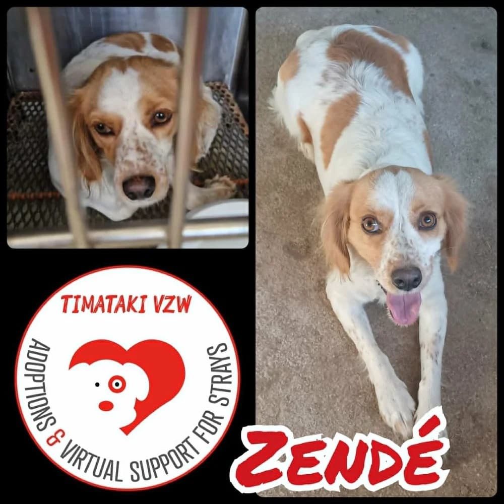 Zendé, female mixed breed for adoption at Adopteer.be, Brussels — photo 8 of 8