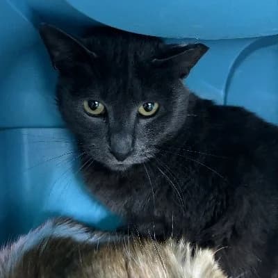 Gamin, male European Shorthair for adoption at Adopteer.be, Brussels