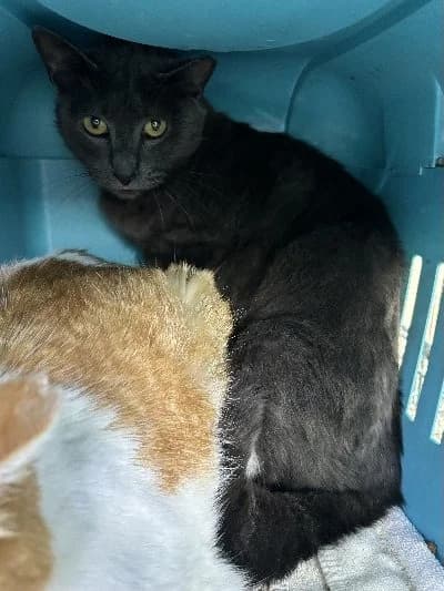 Gamin, male European Shorthair for adoption at Adopteer.be, Brussels — photo 2 of 3