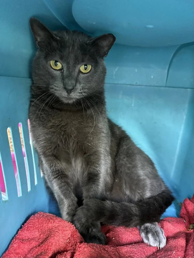 Gamin, male European Shorthair for adoption at Adopteer.be, Brussels — photo 3 of 3