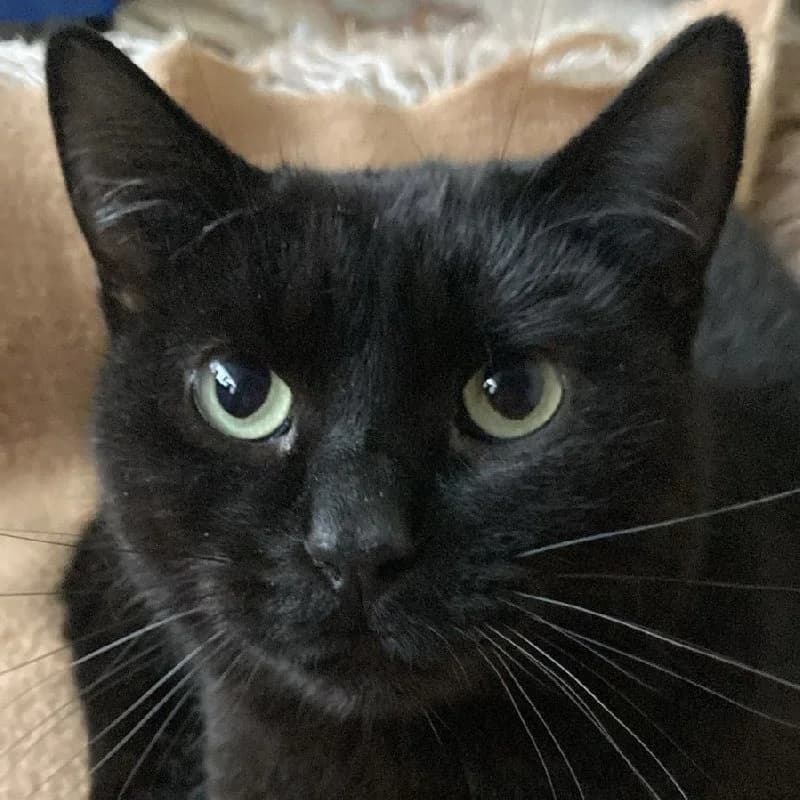 Jaen, male European Shorthair for adoption at Adopteer.be, Brussels