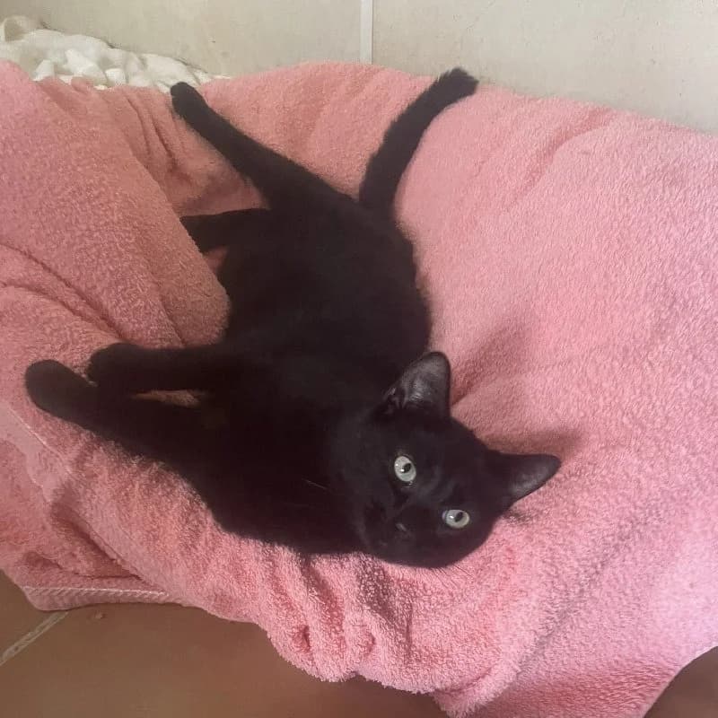 Jaen, male European Shorthair for adoption at Adopteer.be, Brussels — photo 2 of 4