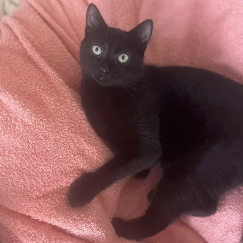 Jaen, male European Shorthair for adoption at Adopteer.be, Brussels — photo 3 of 4