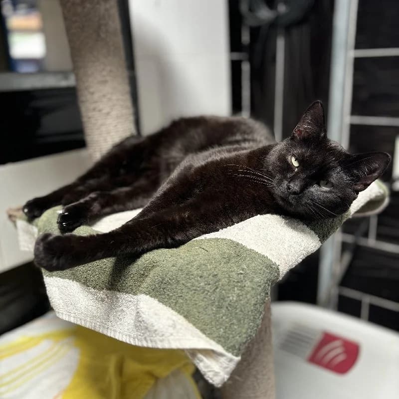 Jaen, male European Shorthair for adoption at Adopteer.be, Brussels — photo 4 of 4